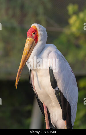 Un gros plan d'un Yellow-Billed Stork (mycteria ibis) montre son bec au coucher du soleil Banque D'Images