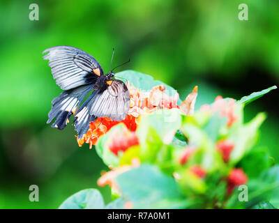 Un swallowtail butterfly repose sur une feuille à Yakushima, le Japon. Banque D'Images