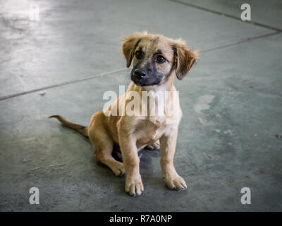 Un feral chiot - l'un des nombreux chiens sauvages - en Roumanie. Banque D'Images