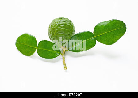 Lime kaffir fraîches de bergamote herbe ingrédient isolé sur blanc. Banque D'Images