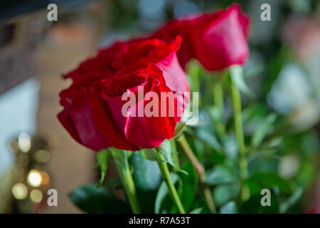 Fleurs roses rouges avec valentine festival et beau bouquet flou contexte . 8 Marc . De très belles fleurs roses rouges . Soft box shot Banque D'Images