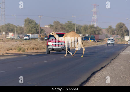 Camel traversée : Marcher à travers l'autoroute dans les Emirats arabes unis (EAU). Banque D'Images