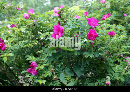Gros plan fleurs wild rose rouge Banque D'Images