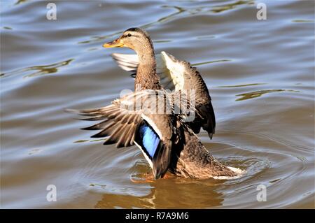 Cane colvert qui viennent pour un atterrissage. Banque D'Images