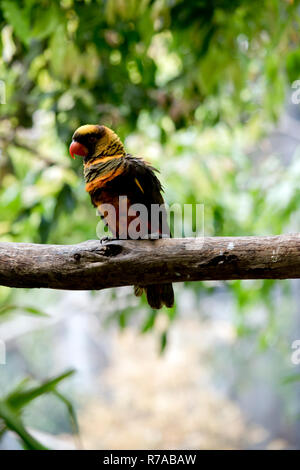 Le lory est perché sur un arbre Banque D'Images