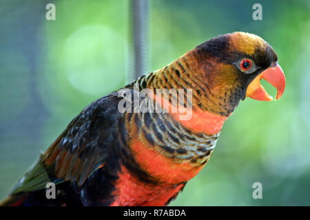 Il s'agit d'une vue latérale d'un dusky lory Banque D'Images