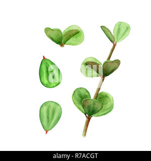 Feuilles succulentes plantes tropicales peperomia. Aquarelle botanique illustration de succulentes sur fond blanc Banque D'Images