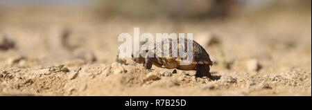 Un 6-mois desert tortoise trouvés au cours de la tortue du désert mange la translocation à bord Marine Corps Air Ground Combat Center, Twentynine Palms, Californie, le 12 avril 2017. Parce que l'animal est trop petit pour être transporté, il sera envoyé à la recherche de tortues d'élevage en captivité et de site, une évaluation à long terme de la façon de protéger les nids, les nouveau-nés et les juvéniles jusqu'à ce qu'ils se développer suffisamment résistants pour supporter les rigueurs de l'environnement physique, de résister à la plupart des prédateurs et de maturité pour adultes entièrement fonctionnelle que produire une descendance et d'accompagner la population. Banque D'Images