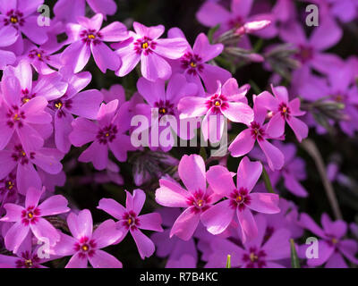 Belles fleurs phlox rose dans la lumière du soleil dans le jardin au printemps Banque D'Images