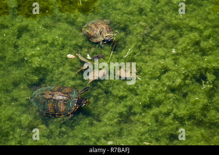 Les tortues Caretta Caretta dans de l'eau château Mamure en fossé Anamur, Turquie Banque D'Images