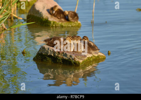 Les poussins de canards sauvages étonnants sur un rocher dans un lac Balaton en Hongrie Banque D'Images