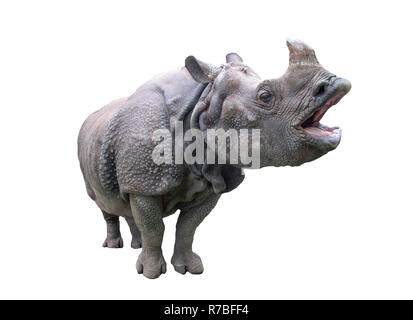 African rhino sur fond isolé. Banque D'Images