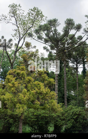 La végétation dense de la forêt d'araucaria pelouse de la protection de l'environnement Banque D'Images