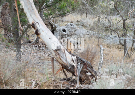 Red-Necked Wallaby le pâturage tôt le matin dans le bush australien Banque D'Images