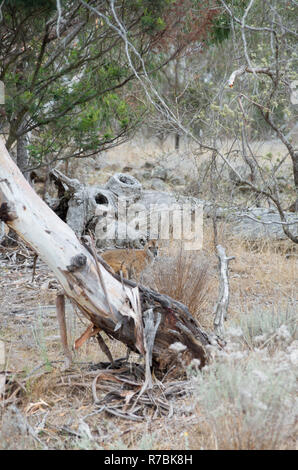 Red-Necked Wallaby le pâturage tôt le matin dans le bush australien Banque D'Images