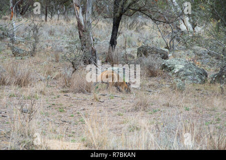 Red-Necked Wallaby le pâturage tôt le matin dans le bush australien Banque D'Images