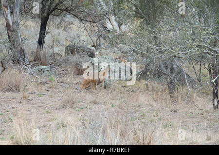 Red-Necked Wallaby le pâturage tôt le matin dans le bush australien Banque D'Images