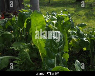 Produits frais, sains et bio les épinards et les légumes verts pousse dans un jardin sans produit chimique, biologique. Banque D'Images