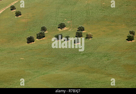 Vue sur les oliveraies et les champs sur les collines des Abruzzes Banque D'Images