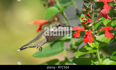 Colibri à gorge rubis rouge volant près de la sauge. Banque D'Images