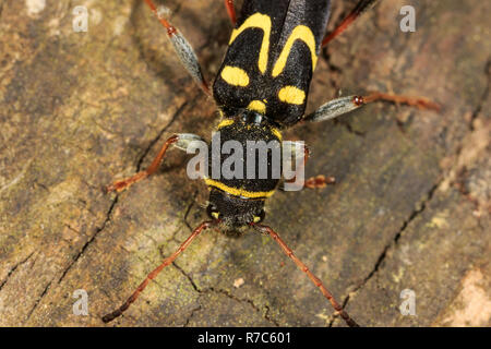 Longicorne asiatique (Clytus ruricola) Banque D'Images