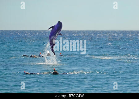 Dauphin sautant hors de la mer Rouge près de plongeurs. Plongée avec tuba dans Dolphin Reef, Israël. Banque D'Images