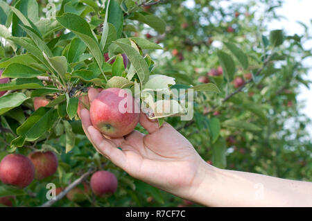 La cueillette à la main une belle pomme rouge délicieuse d'un arbre Banque D'Images