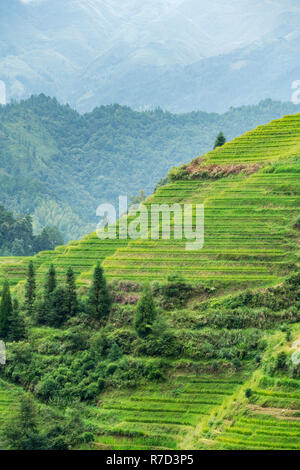 Longji Jinkeng terrasse de riz dans le Guangxi, Chine. Un village traditionnel avec une population minoritaire, restauration aux touristes visitant.13 Septembre 2017 Banque D'Images