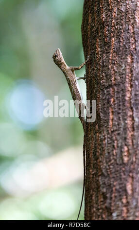 Flying Lizard au parc national de Tangkoko, Sulawesi, Indonésie Banque D'Images