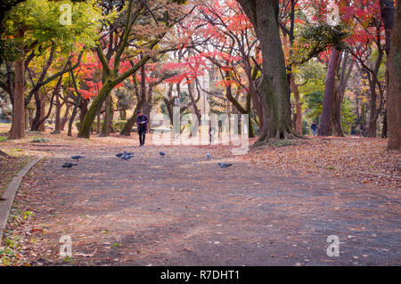 Kita-Aoyama, Tokyo, Japon - 7 décembre 2018 : Avis d'un parc au cours de l'automne dans Kita-Aoyama, Tokyo, Japon Banque D'Images