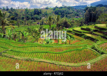 Les terrasses de riz Jatiluweh, Bali, Indonésie Banque D'Images