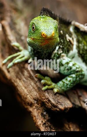 Portrait de l'iguane à crête fidjien (Brachylophus vitiensis) sur l'île de Viti Levu, Fidji. Il est d'une espèces de iguana trouvé sur certains Fidji Banque D'Images