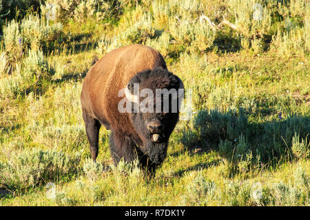 Bison mâle debout dans le Parc National de Yellowstone, Wyoming, USA Banque D'Images