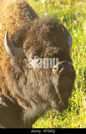 Portrait d'un homme, lèvre curling bison Yellowstone National Park, Wyoming, USA Banque D'Images