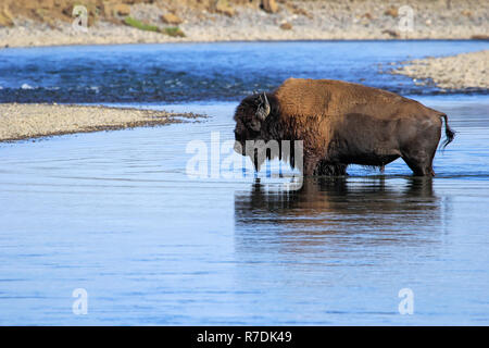 Bison crossing river in Lamar Valley, le Parc National de Yellowstone, Wyoming, USA Banque D'Images