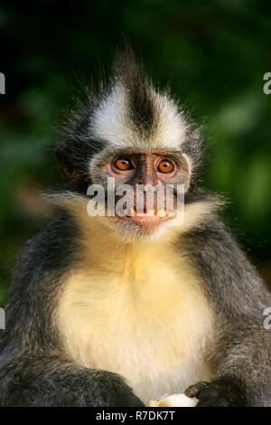 Portrait de Thomas leaf (singe écureuil thomasi) dans Parc national de Gunung Leuser, Bukit Lawang, Sumatra, Indonésie. C'est endémique de Sumatra du nord Banque D'Images