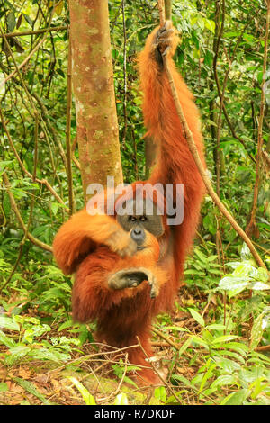 Orang-outan de Sumatra (Pongo mâle abelii) démangeaisons, parc national de Gunung Leuser, Sumatra, Indonésie. Orang-outan de Sumatra est endémique au nord de Sumatra Banque D'Images