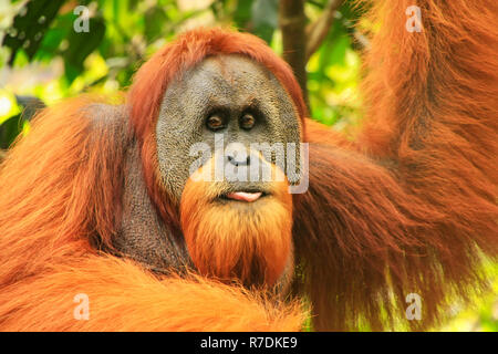 Portrait d'homme (Pongo abelii orang-outan de Sumatra) dans Parc national de Gunung Leuser, Sumatra, Indonésie. Orang-outan de Sumatra est endémique au nord de l'al. Banque D'Images