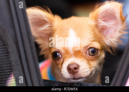 Chien Chihuahua avec les cheveux bruns à l'avant Banque D'Images