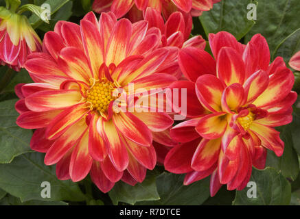 Dahlia 'Marissa' Banque D'Images