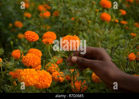 Une main d'une jeune fille tenant deux belle couleur jaune fleurs de souci - également connu sous le nom de Tagetes erecta in close up Banque D'Images