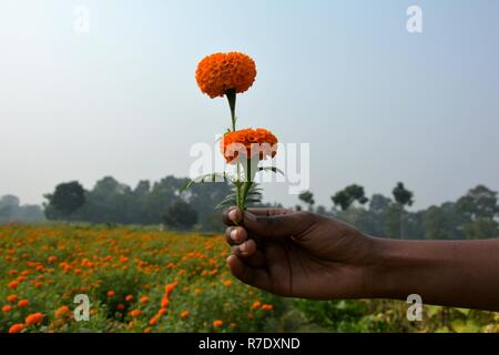 Une main d'une jeune fille tenant deux belle couleur jaune fleurs de souci - également connu sous le nom de Tagetes erecta in close up Banque D'Images