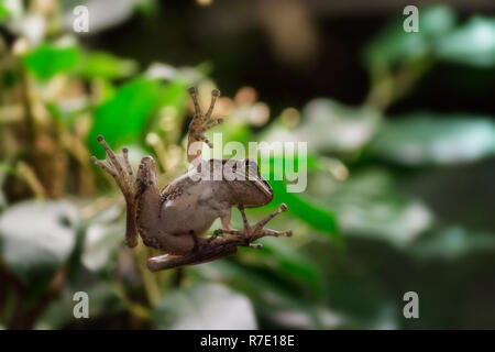 Close-up d'une petite grenouille suspendu à une fenêtre. Banque D'Images