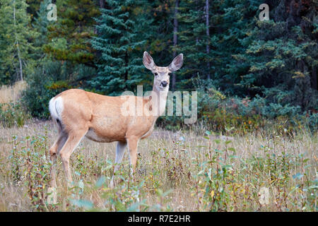 Le cerf mulet femelle à Jasper NP, Canada Banque D'Images