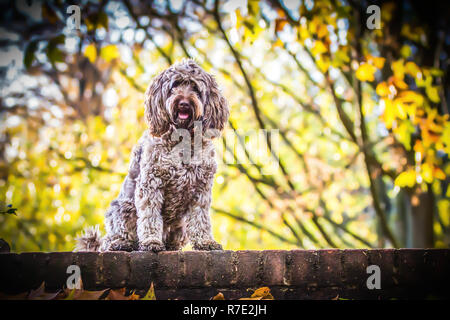 Cockapoo à Richmond Park Banque D'Images