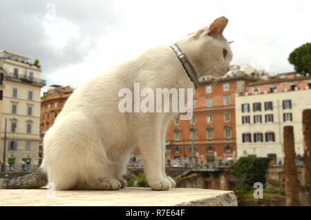 Joli chat blanc, assis sur la place Largo di Torre Argentina. Dans les anciennes ruines romaines sur le site de l'assassinat de Caius Julius Caesar vit beaucoup de chats errants. Banque D'Images