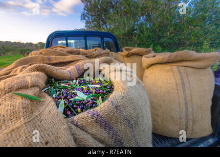 Olives fraîches récoltées en sacs, sur une voiture dans un champ en Crète, Grèce pour la production d'huile d'olive Banque D'Images