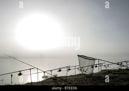 Les tiges de Carp alignés dans une rangée sur les stands avec un pickup en prévision d'une bouchée de la carpe sur l'arrière-plan du soleil du matin dans le brouillard. L'arrière-plan. Banque D'Images