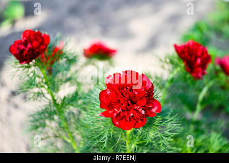 La pivoine rouge fleurs cultivées sur un jardin à feuilles étroites lit de fleur. Nom latin est Paeonia tenuifolia. L'arrière-plan. Banque D'Images