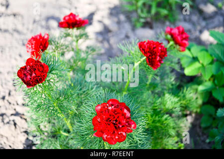 La pivoine rouge fleurs cultivées sur un jardin à feuilles étroites lit de fleur. Nom latin est Paeonia tenuifolia. L'arrière-plan. Banque D'Images